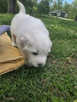 Rosie - red collar, a female Great Pyrenees for sale in Martinsville, IN – Photo 2 of 7