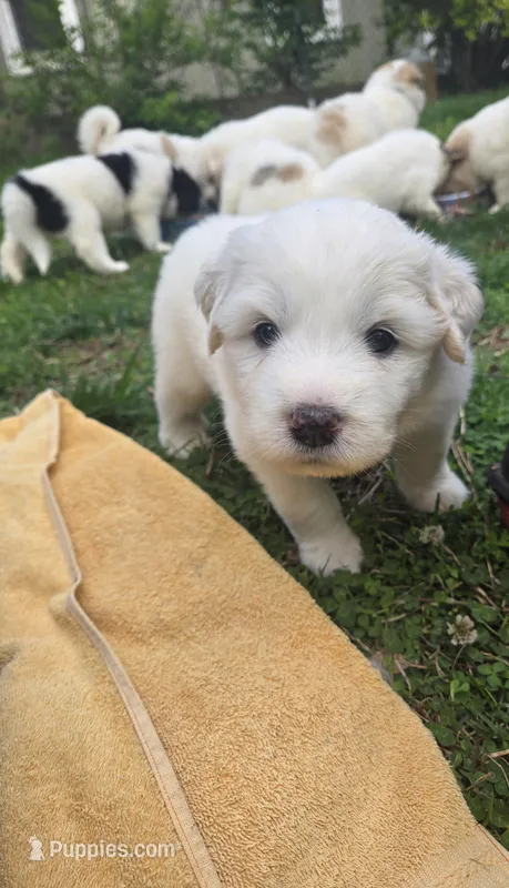 Rosie - red collar – Great Pyrenees puppy on hold in Martinsville, IN