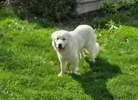 Skye - pink collar, a female Great Pyrenees for sale in Martinsville, IN – Photo 5 of 7