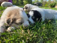 Skye - pink collar, a female Great Pyrenees for sale in Martinsville, IN – Photo 2 of 7