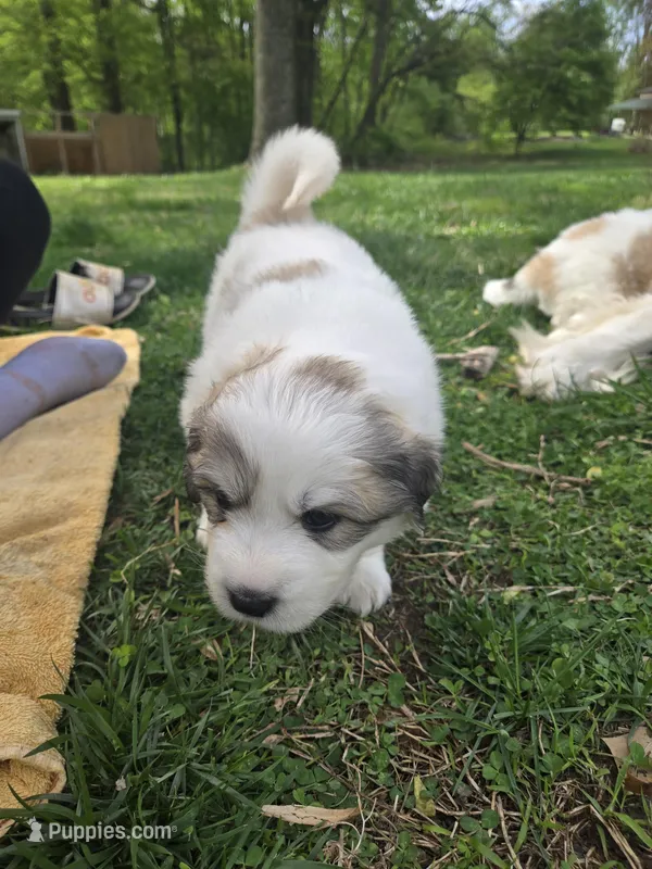 Skye - pink collar – Great Pyrenees puppy for sale in Martinsville, IN