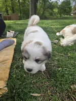 Skye - pink collar, a female Great Pyrenees for sale in Martinsville, IN – Photo 1 of 7