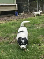 Everest - purple collar, a female Great Pyrenees for sale in Martinsville, IN – 4 of 10