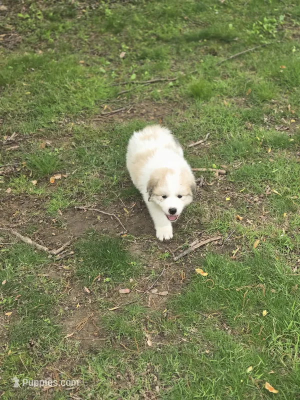 Rocky - black collar – Great Pyrenees puppy for sale in Martinsville, IN