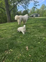 Chase - light blue collar, a male Great Pyrenees for sale in Martinsville, IN – Photo 3 of 9