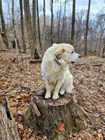 Chase - light blue collar, a male Great Pyrenees for sale in Martinsville, IN – Photo 8 of 9