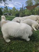 Chase - light blue collar, a male Great Pyrenees for sale in Martinsville, IN – Photo 2 of 9
