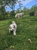 Chase - light blue collar, a male Great Pyrenees for sale in Martinsville, IN – Photo 1 of 9