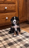 Aden , a male Bernese Mountain Dog for sale in Burlington, MI – 2 of 5