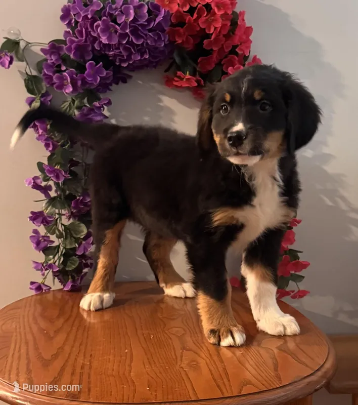 Theo – Bernese Mountain Dog puppy for sale in Burlington, MI