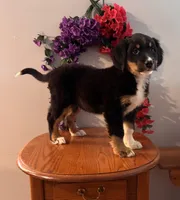 Theo, a male Bernese Mountain Dog for sale in Burlington, MI – Photo 2 of 5