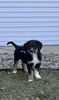 Theo, a male Bernese Mountain Dog for sale in Burlington, MI – Photo 4 of 5