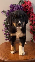 Theo, a male Bernese Mountain Dog for sale in Burlington, MI – Photo 5 of 5