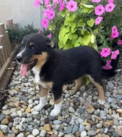Henry , a male Australian Cattle Dog and Australian Shepherd for sale in Burlington, MI – 6 of 6