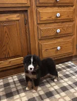 Aden , a male Bernese Mountain Dog for sale in Burlington, MI – 5 of 5