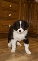 Shana, a female Australian Shepherd for sale in Burlington, MI – Photo 5 of 7