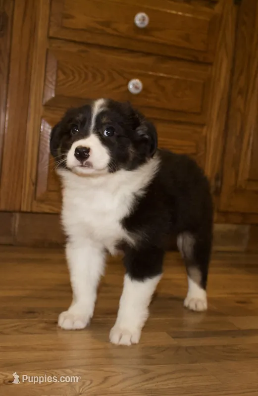 Shana – Australian Shepherd puppy for sale in Burlington, MI