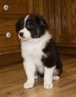 Shana, a female Australian Shepherd for sale in Burlington, MI – Photo 2 of 7