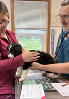 Shana, a female Australian Shepherd for sale in Burlington, MI – Photo 7 of 7
