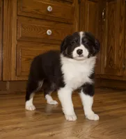 Shana, a female Australian Shepherd for sale in Burlington, MI – Photo 3 of 7