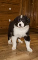 Shana, a female Australian Shepherd for sale in Burlington, MI – Photo 4 of 7