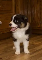 Alexa, a female Australian Shepherd for sale in Burlington, MI – Photo 4 of 8