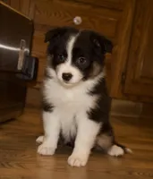 Alexa, a female Australian Shepherd for sale in Burlington, MI – Photo 6 of 8