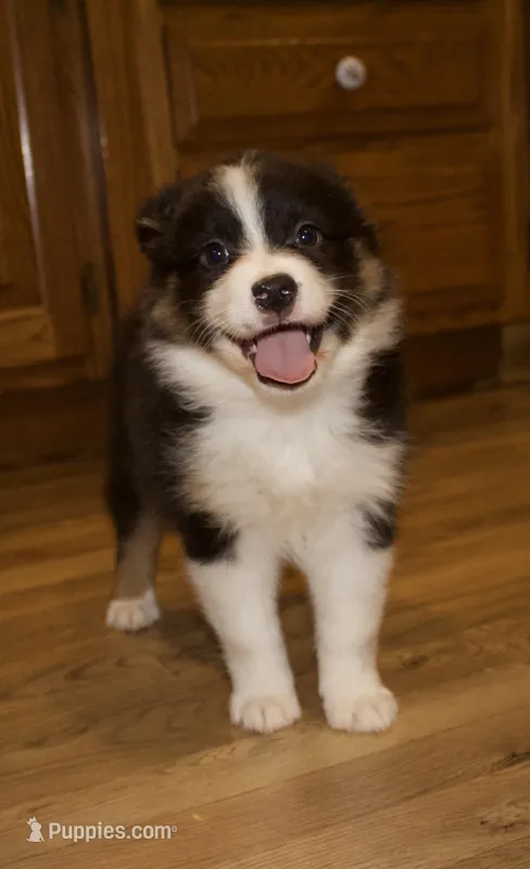 Alexa – Australian Shepherd puppy for sale in Burlington, MI