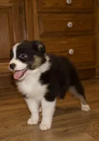 Alexa, a female Australian Shepherd for sale in Burlington, MI – Photo 3 of 8