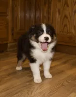 Alexa, a female Australian Shepherd for sale in Burlington, MI – Photo 5 of 8