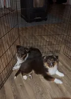 Torvi, a female Australian Cattle Dog for sale in Burlington, MI – Photo 1 of 2