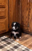 Shana , a female Bernese Mountain Dog for sale in Burlington, MI – 2 of 3