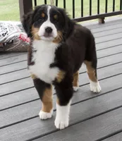 Ritchie , a male Bernese Mountain Dog for sale in Burlington, MI – Photo 3 of 4