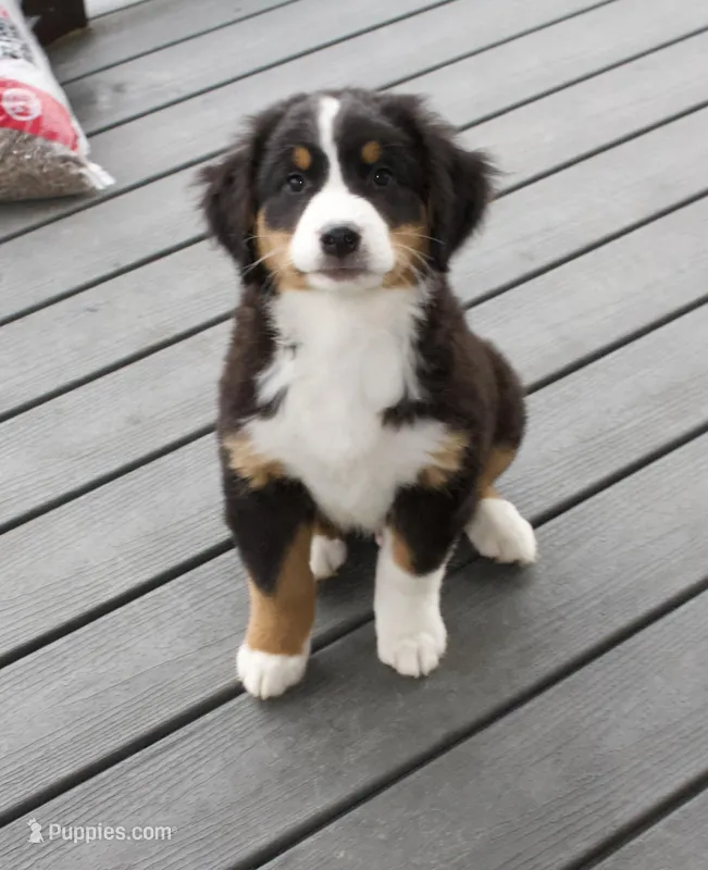 Ritchie , a male Bernese Mountain Dog for sale in Burlington, MI – Photo 1 of 4