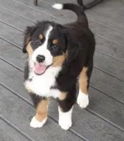 Ritchie , a male Bernese Mountain Dog for sale in Burlington, MI – Photo 2 of 4