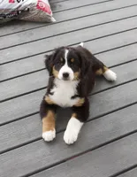 Ritchie , a male Bernese Mountain Dog for sale in Burlington, MI – Photo 4 of 4