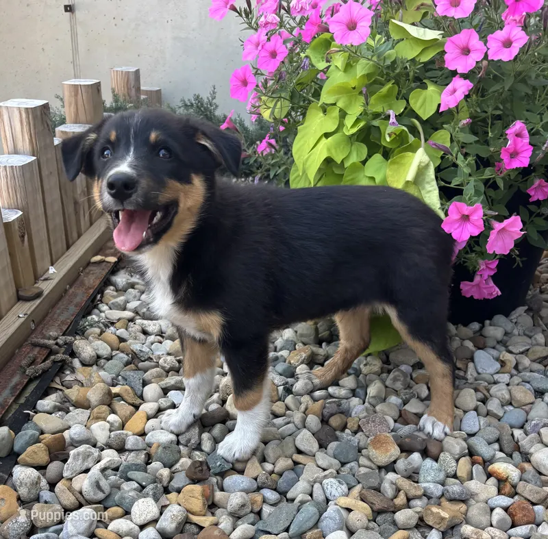 Henry  – Australian Cattle Dog, Australian Shepherd puppy for sale in Burlington, MI