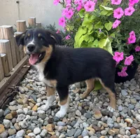 Henry , a male Australian Cattle Dog and Australian Shepherd for sale in Burlington, MI – 1 of 6
