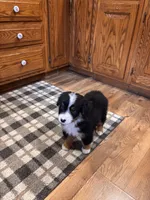 Ritchie , a male Bernese Mountain Dog for sale in Burlington, MI – 4 of 4