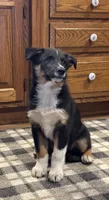 Lester, a male Australian Cattle Dog and Australian Shepherd for sale in Burlington, MI – 2 of 5