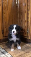Mickey, a male Bernese Mountain Dog for sale in Burlington, MI – 3 of 4