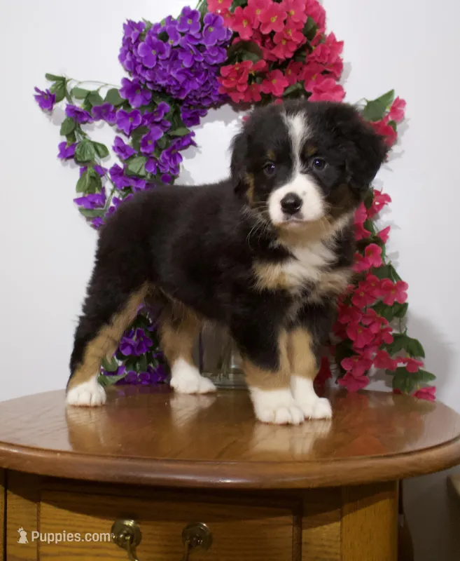 Clive – Bernese Mountain Dog puppy for sale in Burlington, MI