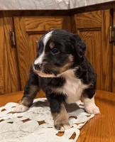 Clive, a male Bernese Mountain Dog for sale in Burlington, MI – Photo 2 of 3