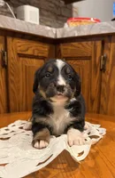 Clive, a male Bernese Mountain Dog for sale in Burlington, MI – Photo 3 of 3