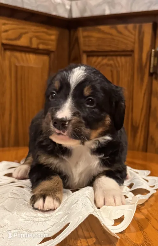 Clive, a male Bernese Mountain Dog for sale in Burlington, MI – Photo 1 of 3