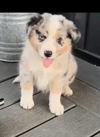 Mystic, a female Australian Shepherd for sale in Burlington, MI – Photo 4 of 4