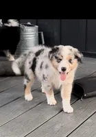 Mystic, a female Australian Shepherd for sale in Burlington, MI – Photo 2 of 4