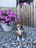 Arthur, a male Australian Cattle Dog and Australian Shepherd for sale in Burlington, MI – 5 of 5