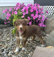 Arthur, a male Australian Cattle Dog and Australian Shepherd for sale in Burlington, MI – 4 of 5