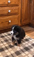 Aden , a male Bernese Mountain Dog for sale in Burlington, MI – 3 of 5